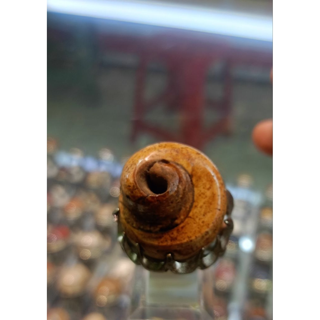 Cincin Fosil keong/kol buntet (Natural)