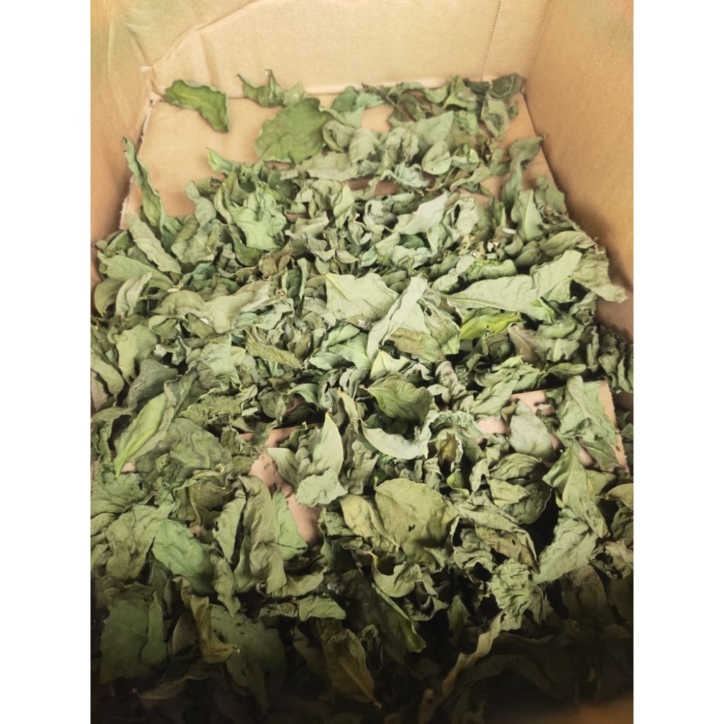 Daun Katuk kering 100 gram Original