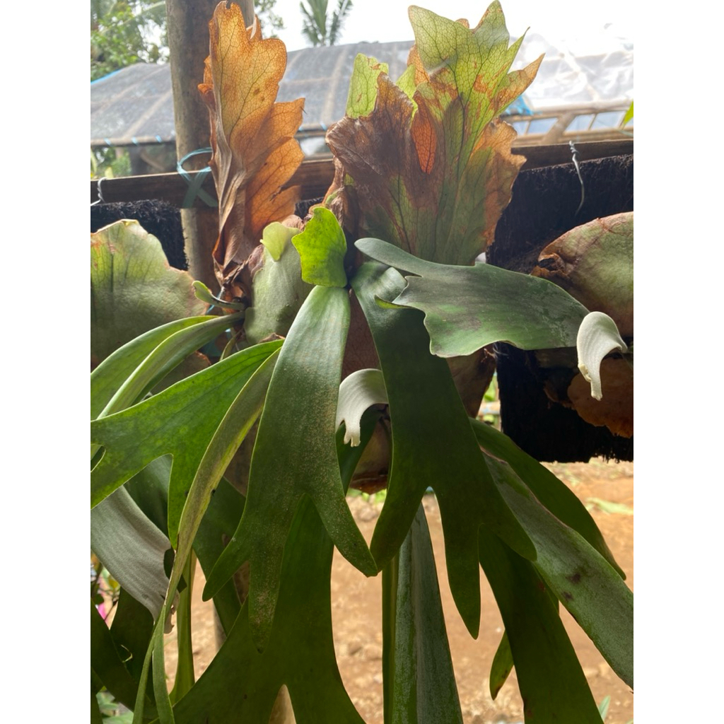 kadaka  uncal-kadaka tanduk