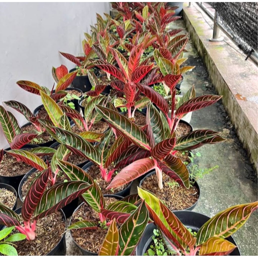 aglonema red Sumatra original berkualitas termurah dan terlaris