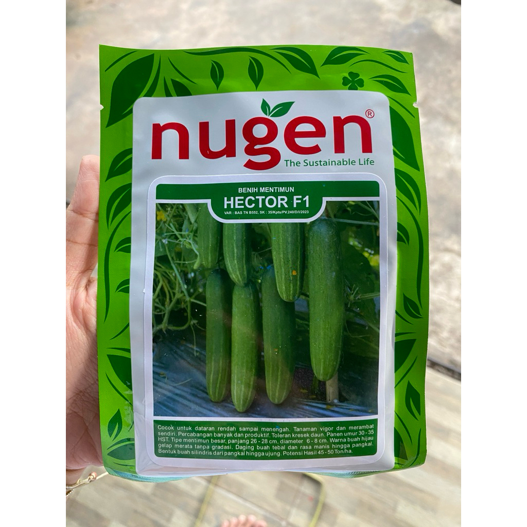 NUGEN Benih Timun HECTOR F1