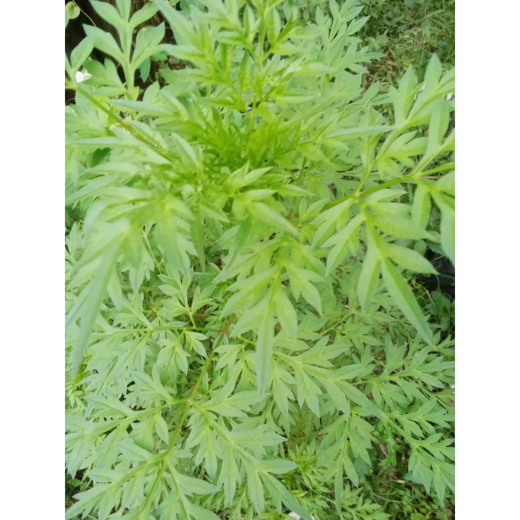 daun kenikir segar 250 gram, daun kenikir segar lalapan,daun kenikir sayur, tanaman,termurah,terlari