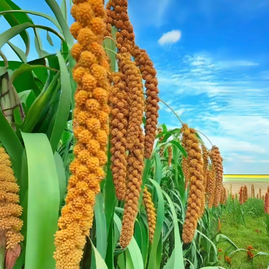 1000 Biji Benih Gandum Unggul Siap Di Tanaman Kemasan klip Biji Benih Gandum Super