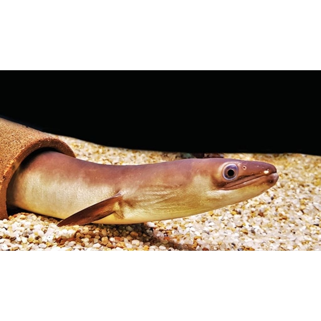 Sidat polos / Anguilla Bicolor (20-45cm)