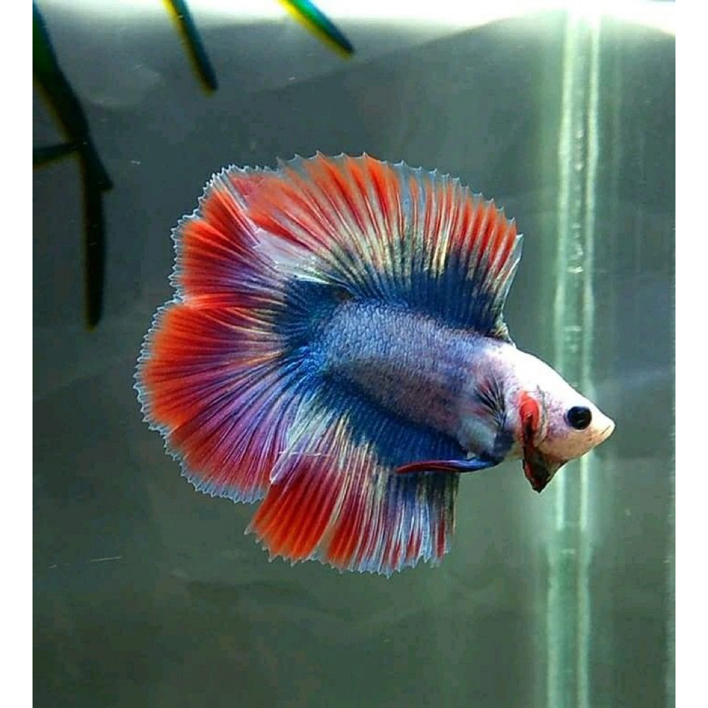 HM Double tail mascot