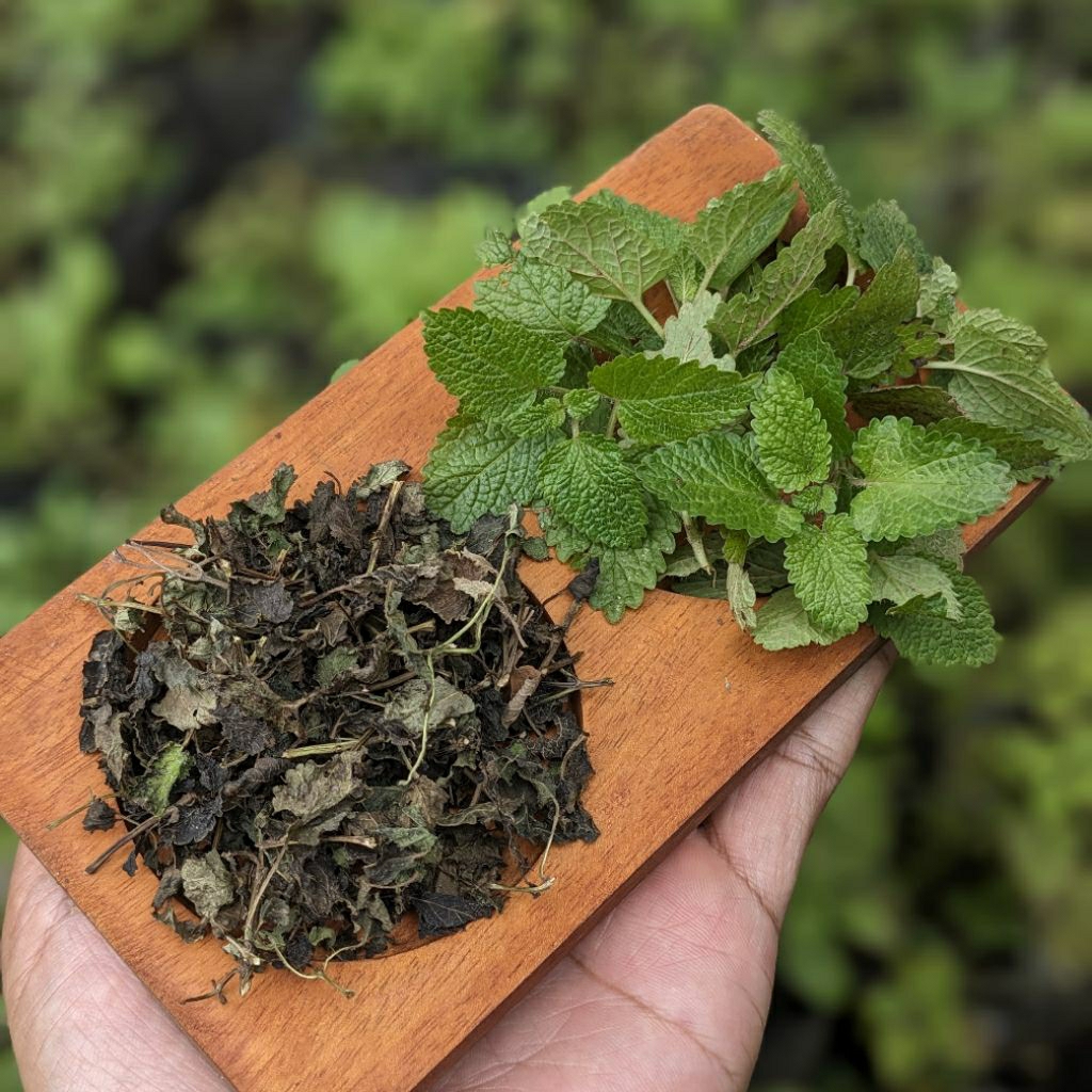 LEMON BALM MINT KERING/TEH LEMON BALM/ MINT TEA