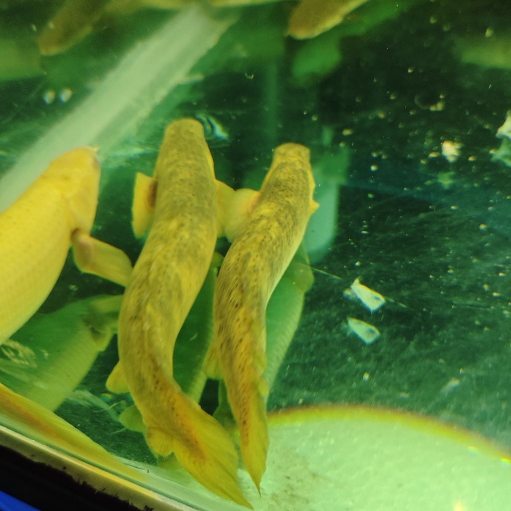 Palmas Senegalus Marble 14-16