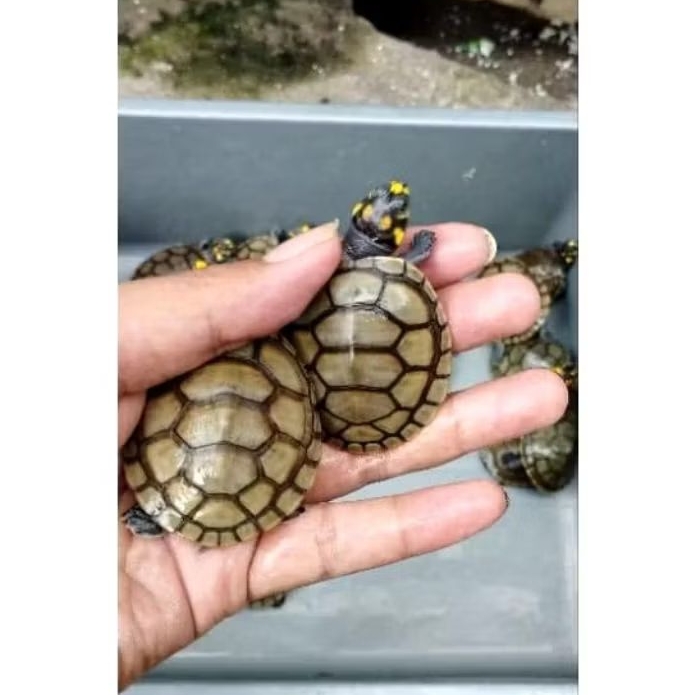 Unifilis Dot Kuning | Badut