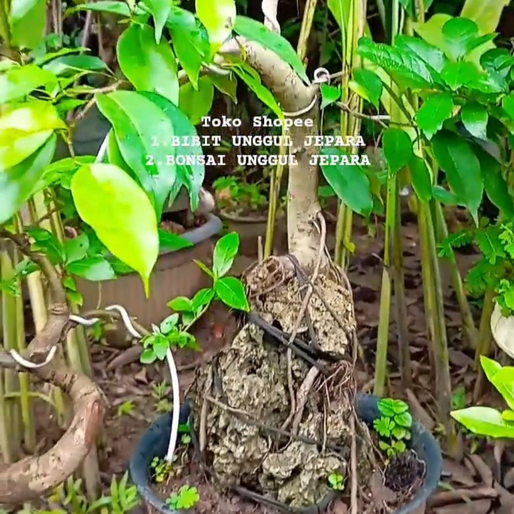 BONSAI BERINGIN PUTIH NEMPEL BATU