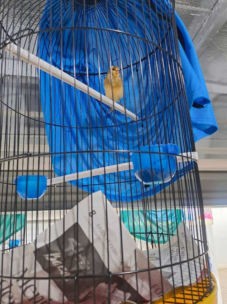 Burung Kenari Loper Malang Riwikan Kasar Warna Bon Cerahan