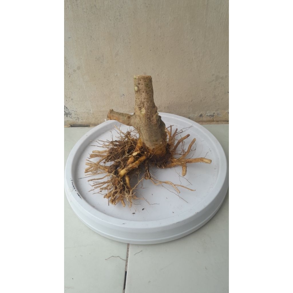 BONGGOL ANTING PUTRI DONGKELAN (BATANG PUTIH) BAHAN BONSAI