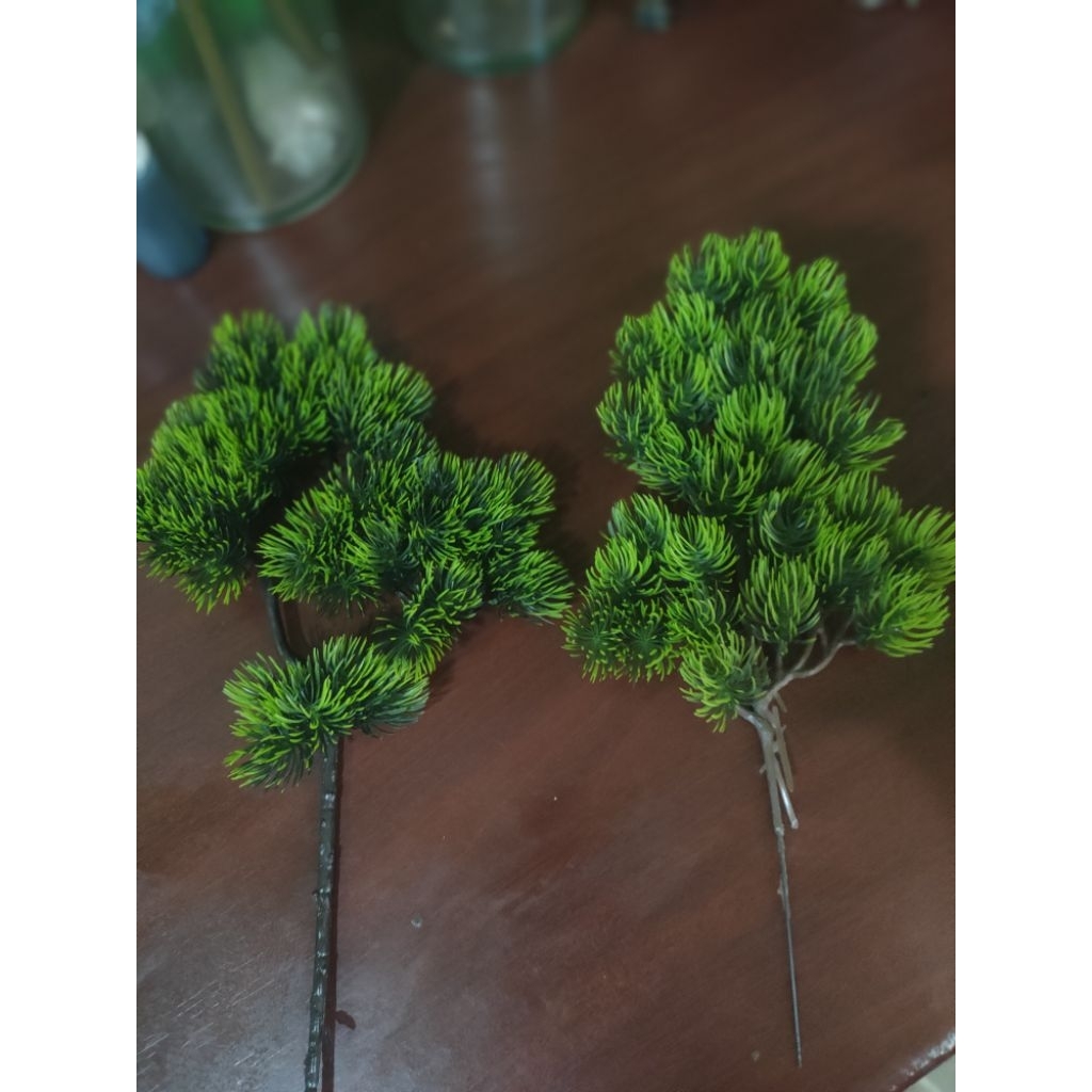 Daun bonsai Cemara besar 12pcs