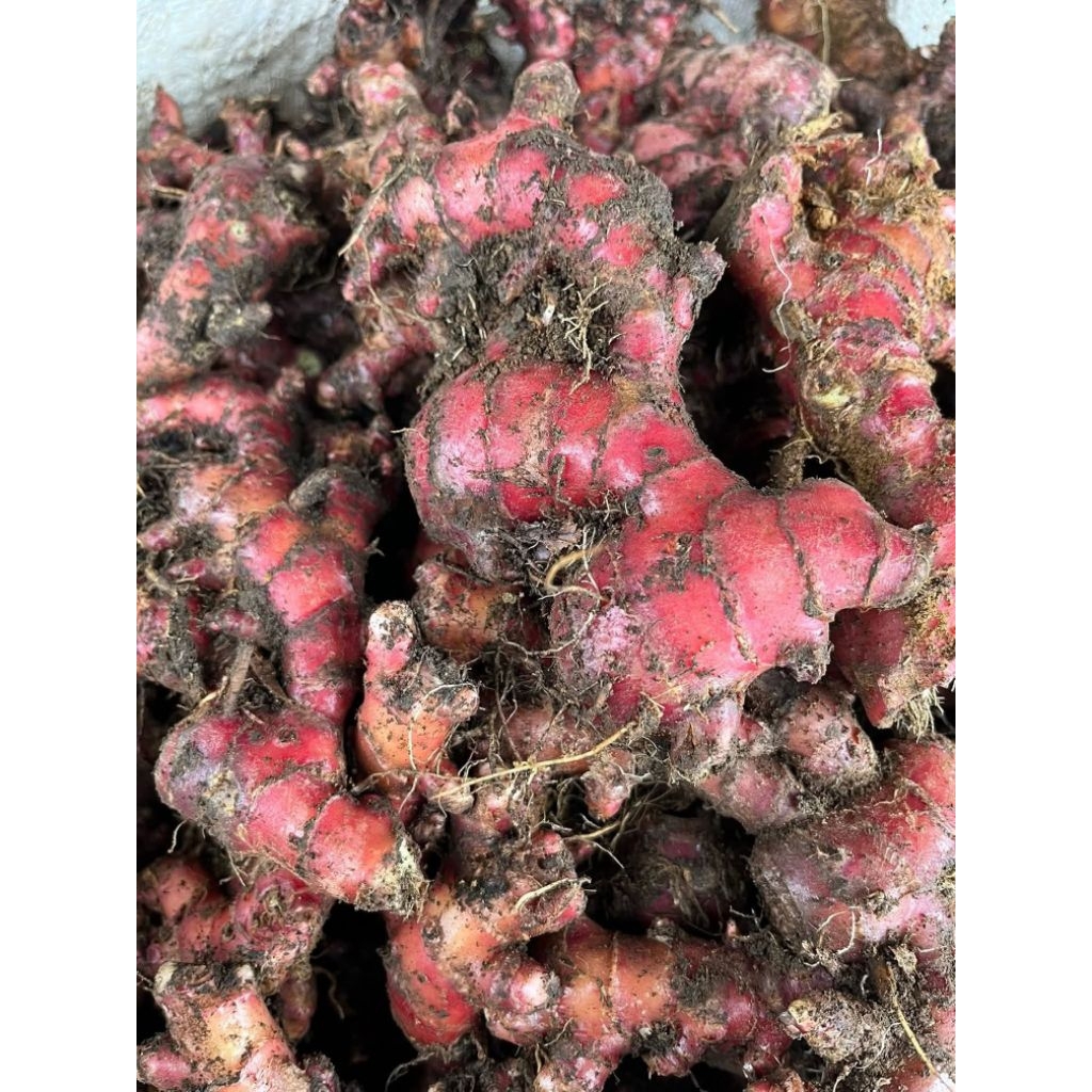 jahe merah segar ukuran besar/jumbo 1 kg