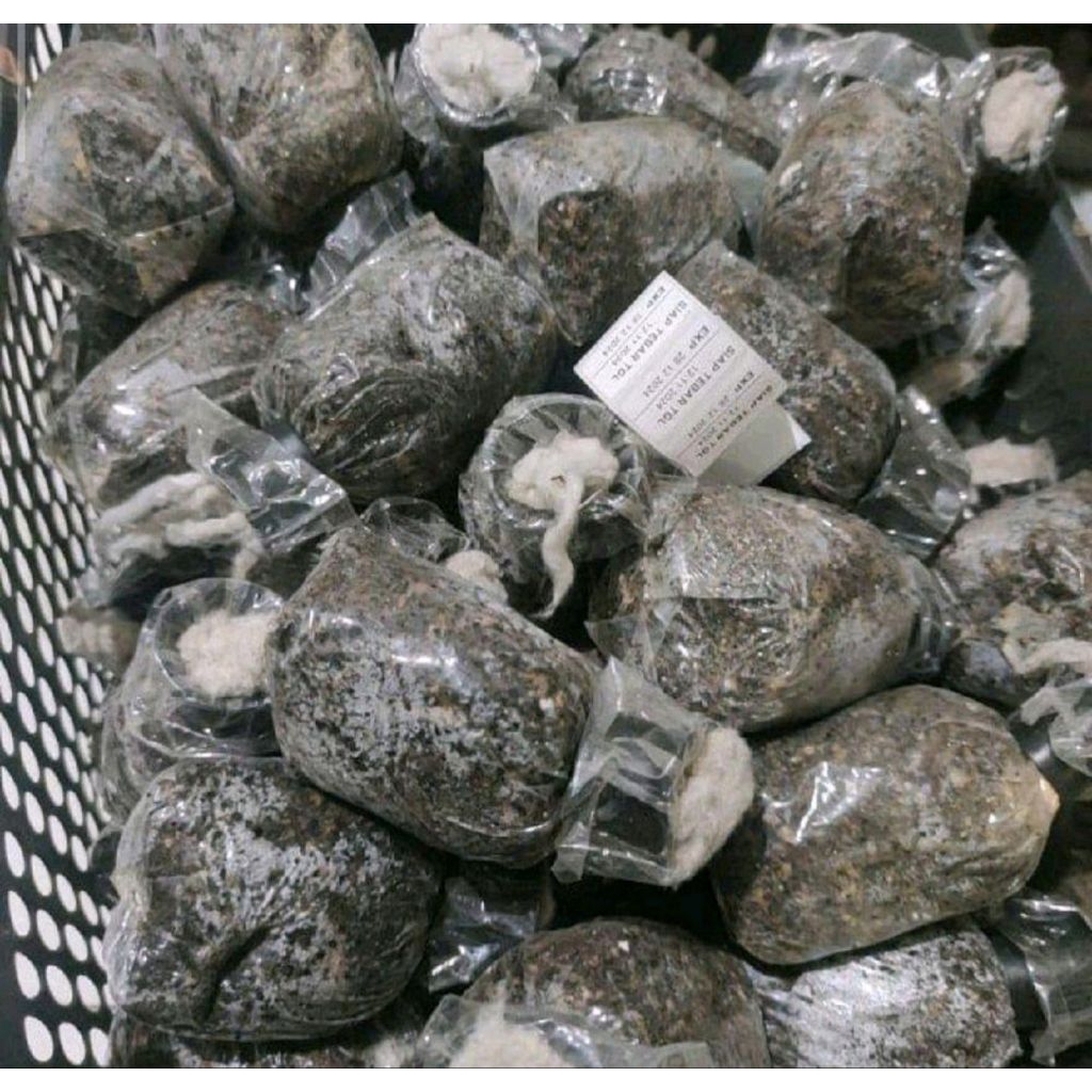 bibit jamur merang putih siap tabur isi 4 pcs