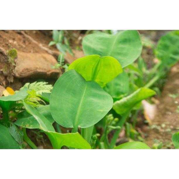 PAKET HEMAT BENIH GENJER