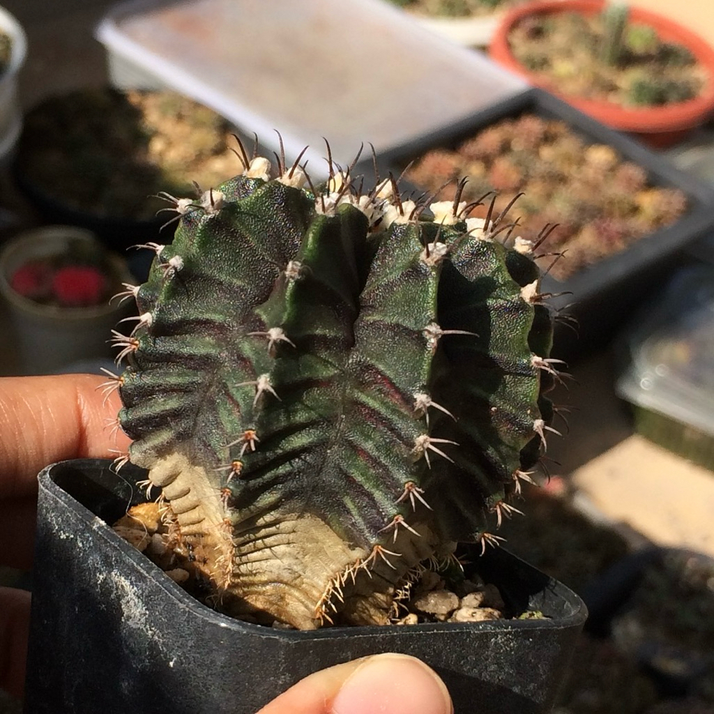 gymnocalycium dark lb tseries mihanovichii jumbo indukan kaktus gymno miha mihanovichi tanaman size 