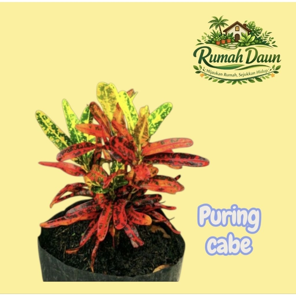 tanaman hias puring cabe - pohon puring cabe