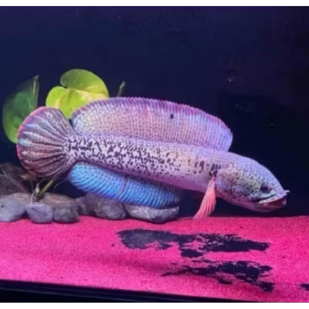 Channa Barca Isi 2 Ekor Anakan Jantan Betina great A++ bahan progres terbaik