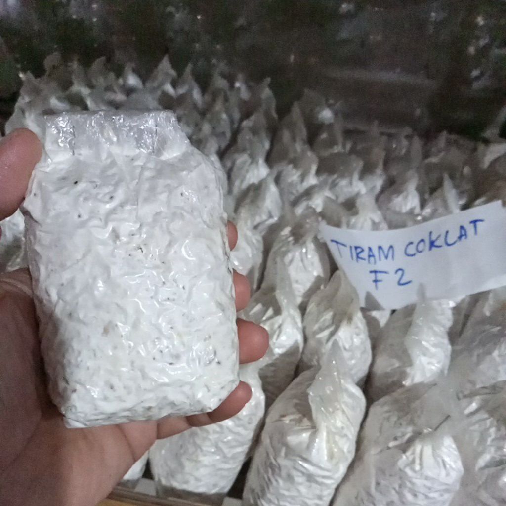 Bibit jamur tiram coklat f2