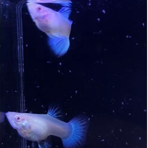 Perhiasan sky blue SB bergaransi