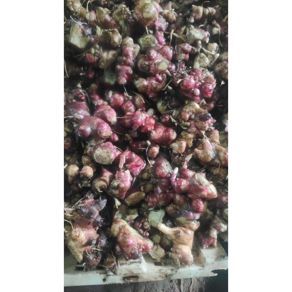 ubi yakon dan rimpang/bibit yakon