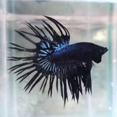 ikan cupang crowntail Black orcid jantan size s++
