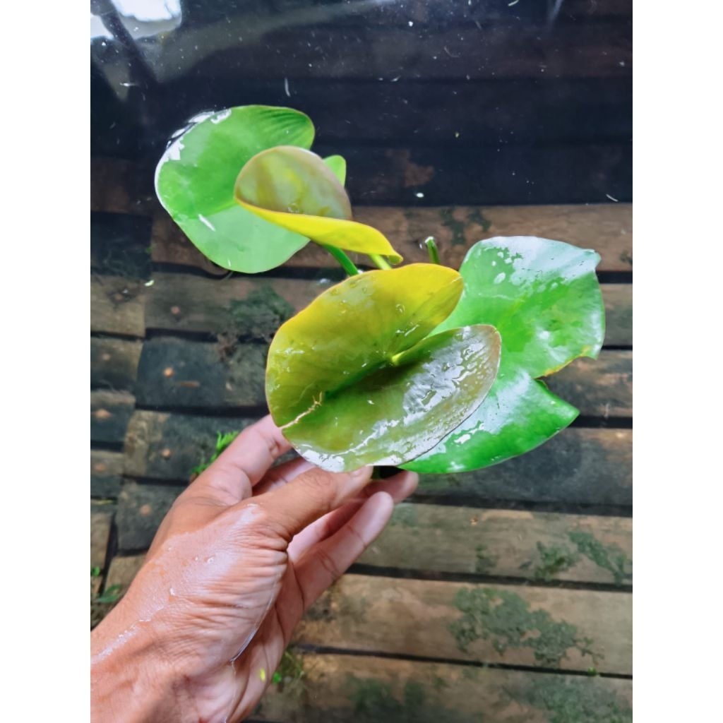 water lily,waterlily tanaman aquascape