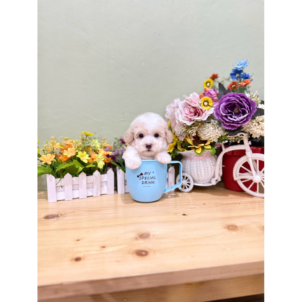 teacup super rare colour party poodle putih coklat kaki cebol bulu super tebal dan padat best qualit