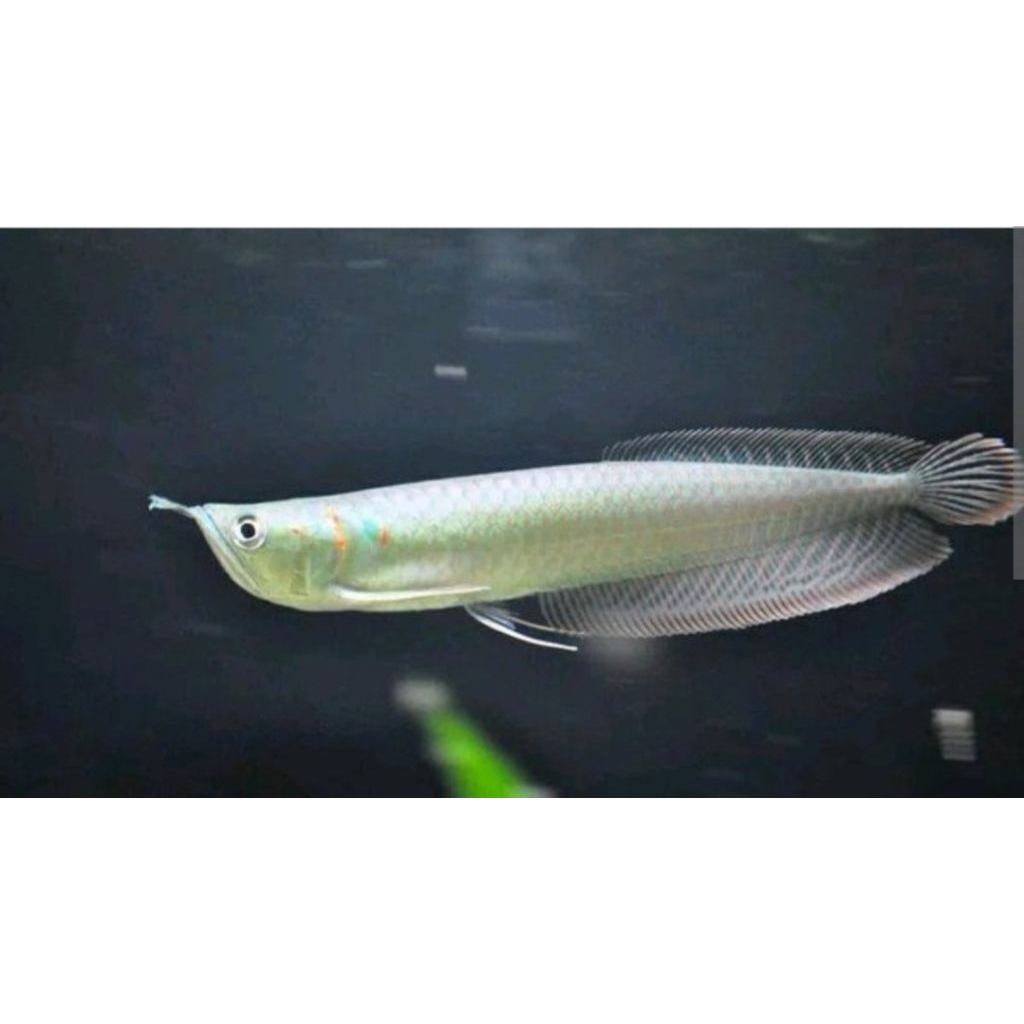 Arwana silver 12cm Brazil sehat lincah