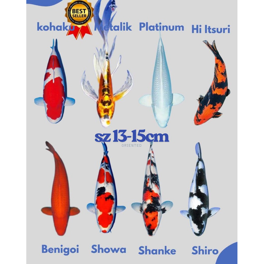 REGULER Koi Blitar pilihan sz 13-15cm