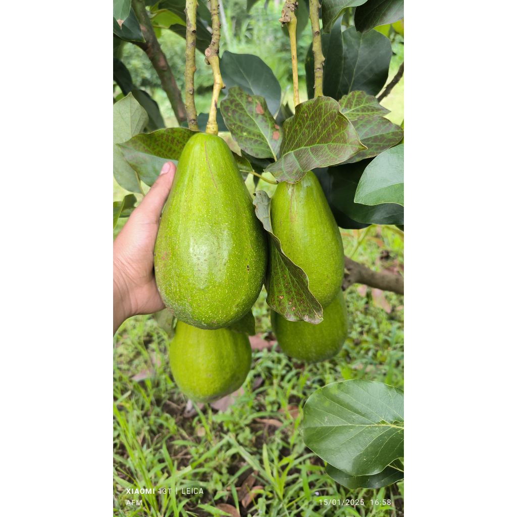 Alpukat Aligator Jumbo