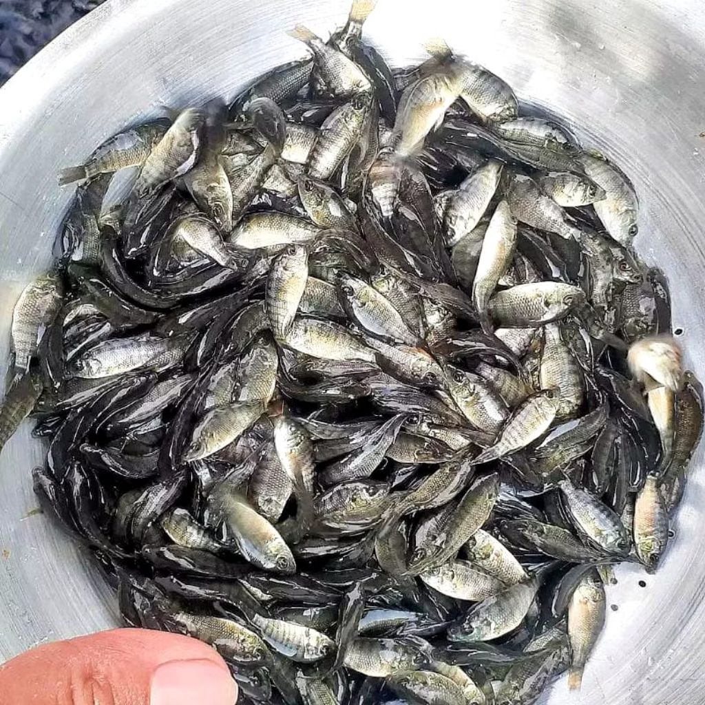 Bibit Ikan Nila Hitam Nirwana - Benih Ikan Mujair Mujaer 1/2 Liter - Gratis Pelet