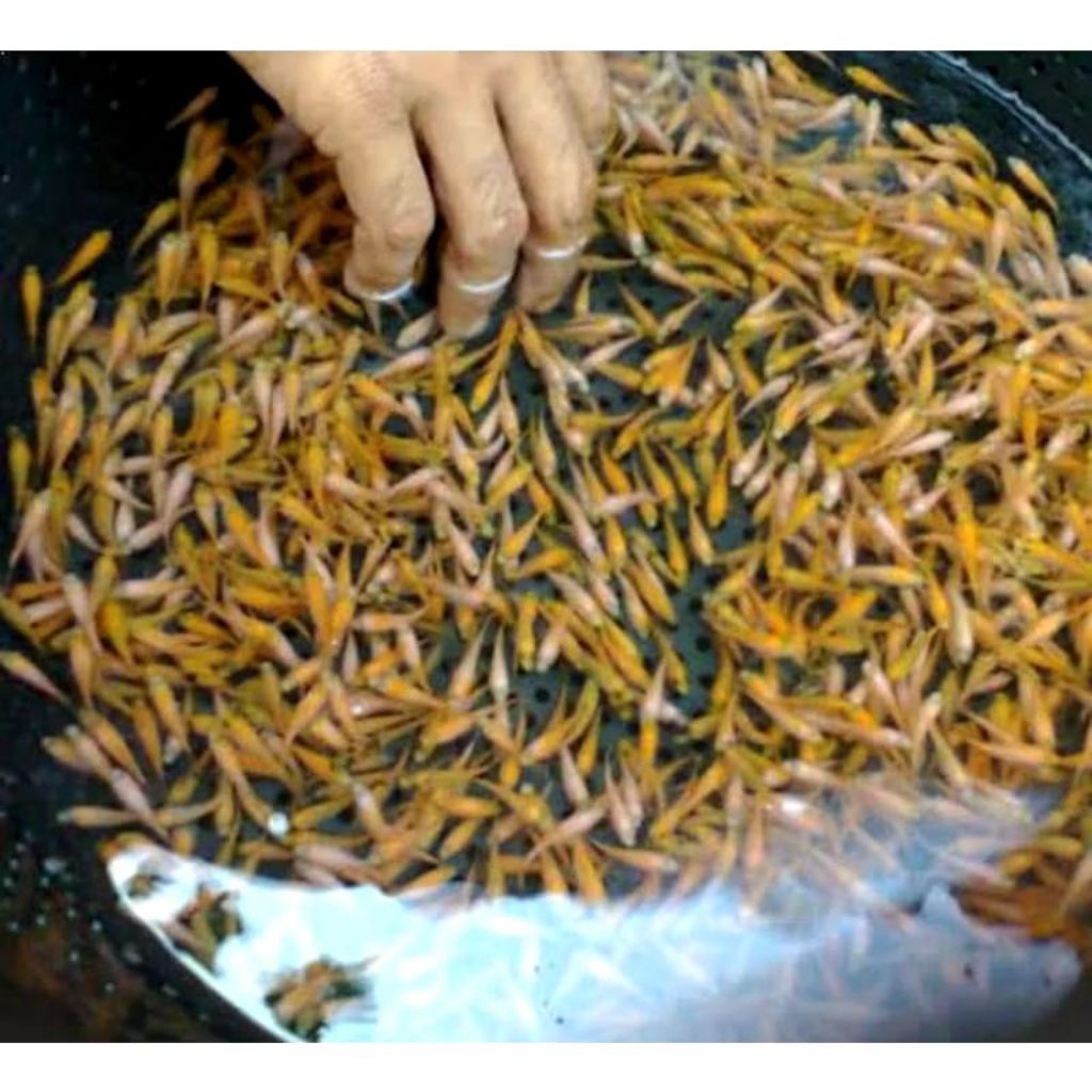 Ikan Mas Kecil Hidup Pakan Ikan Predator