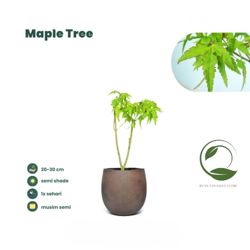 Tanaman Hias Green Maple - Bibit Bonsai Maple Green
