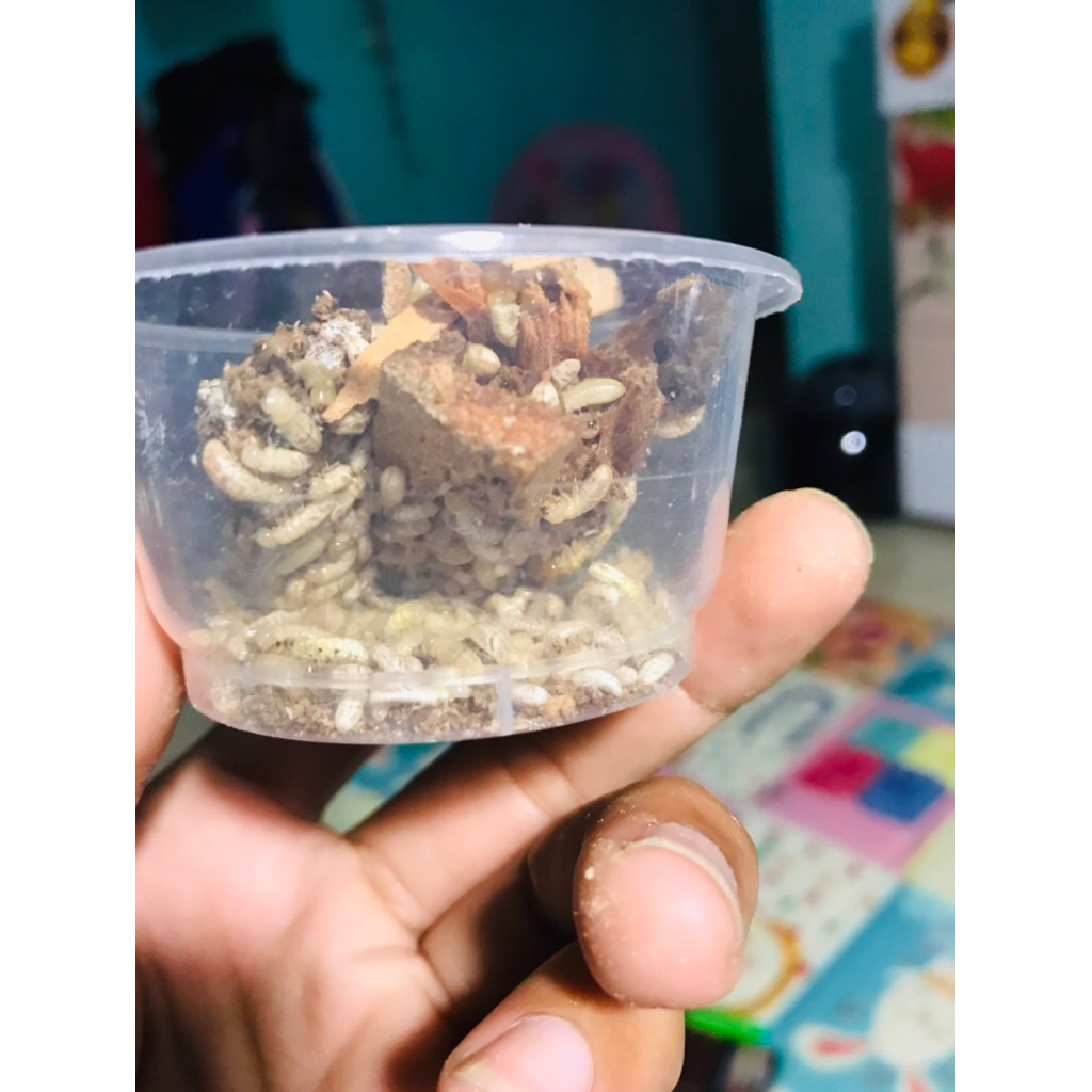 poa/rayap umpan pancing