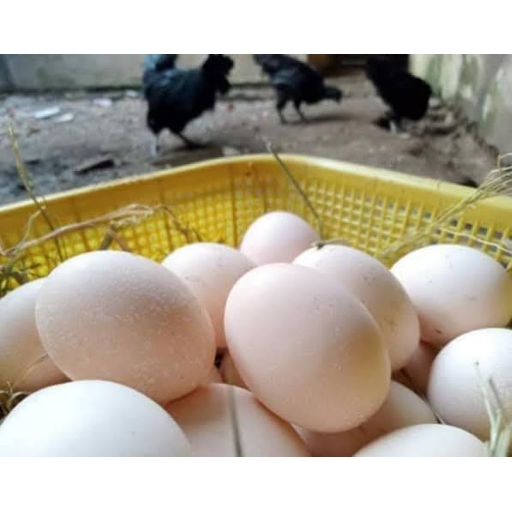 Telur ayam Cemani LH