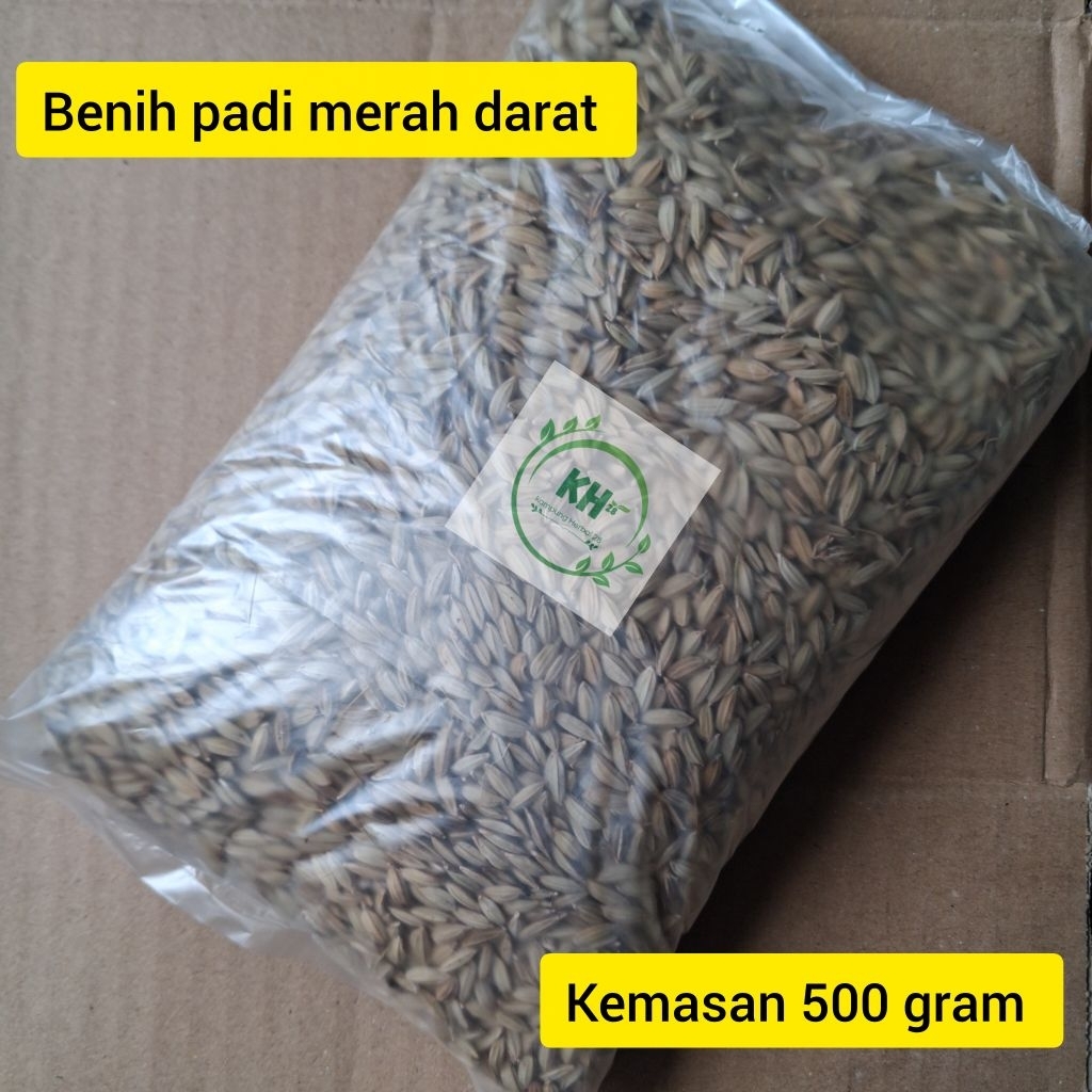BIBIT BARU padi merah untuk di darat dan di ladang - 500 gram siap tanam