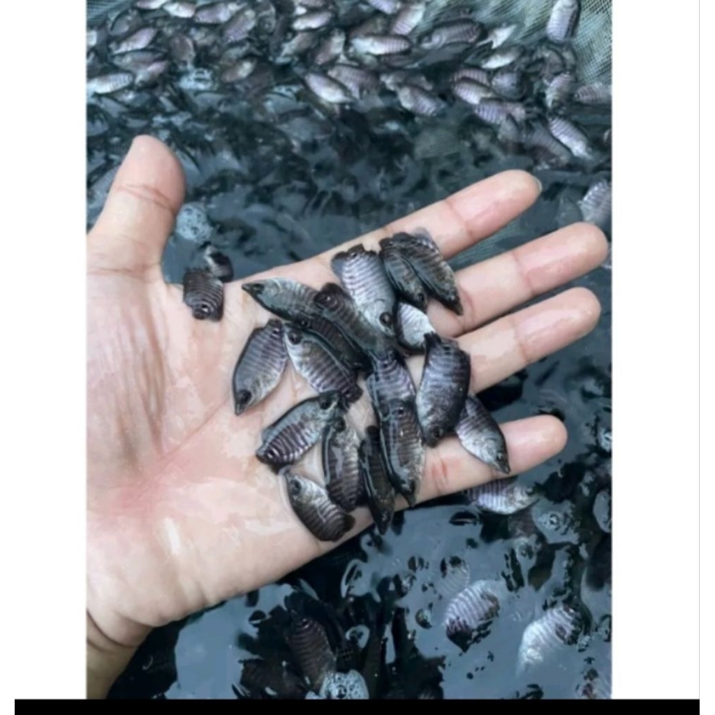 gurame soang uk jempol