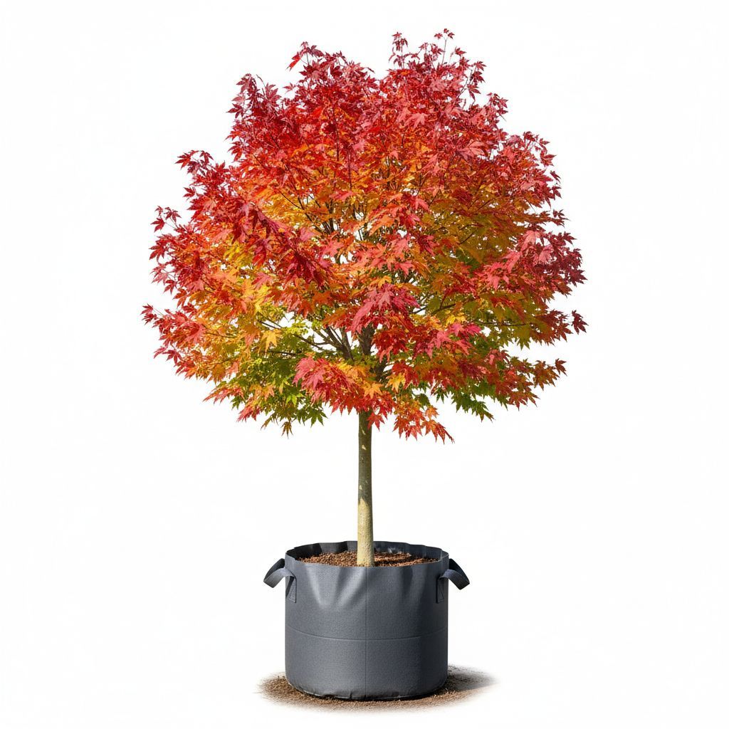 Tanaman Hias Red Maple/ Red Panama, Bahan Bonsai Red Maple/ Panama