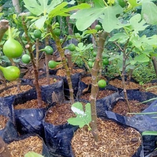 BIBIT BUAH TIN SUDAH BERBUAH LIVE 31.01BIBIT BUAH TIN SUDAH BERBUAH LIVE 31.01BIBIT BUAH TIN SUDAH B