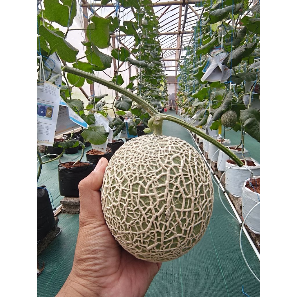 Melon Fujisawa