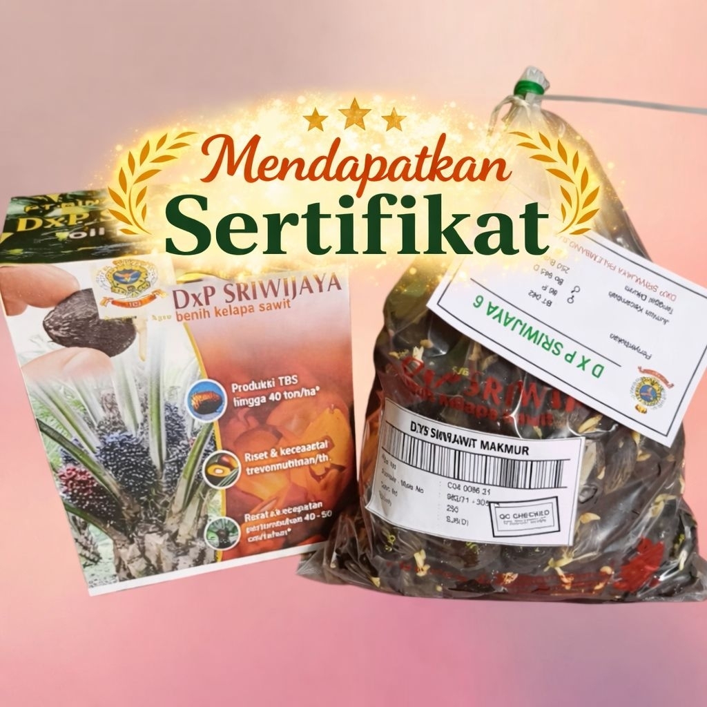 Kecambah Sawit Unggul DXP Sriwijaya 6 Original | 100% Bersertifikat Resmi
