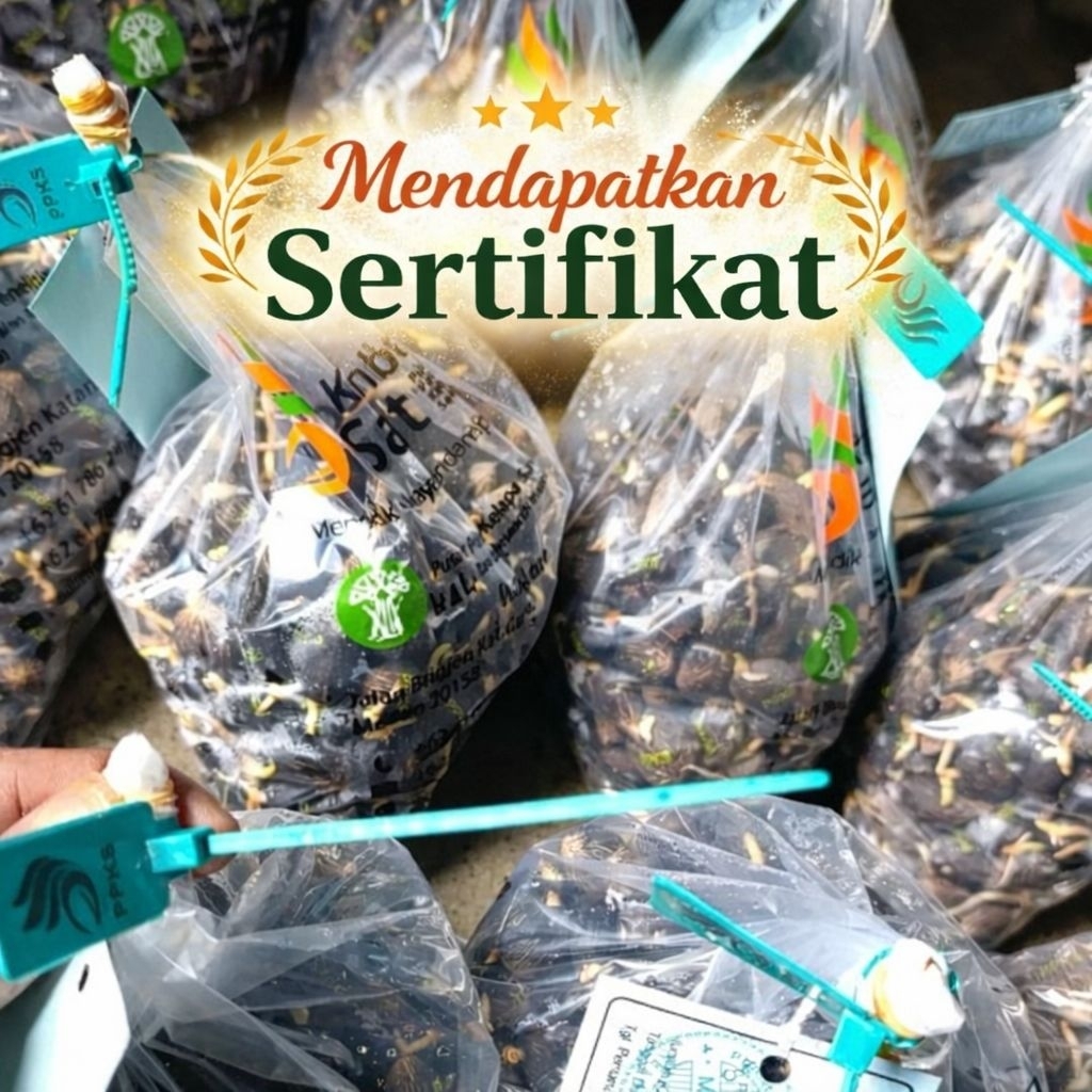 Kecambah Sawit Unggul PPKS 540 Original | 100% Bersertifikat Resmi