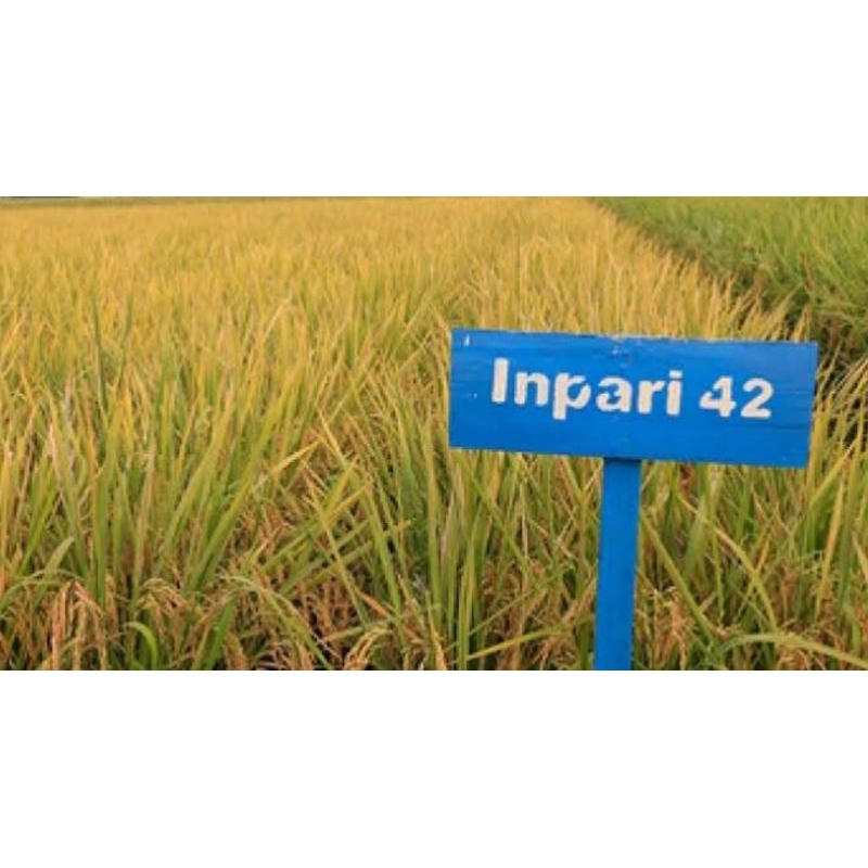 bibit padi inpari 42