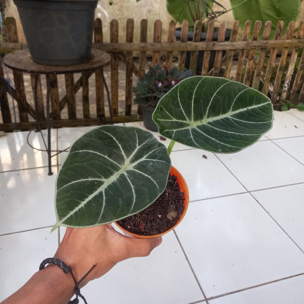 Alocasia Black Velvet Remaja | Tanaman Hias Eksotis Hitam Pekat Mudah Dirawat | Veyon