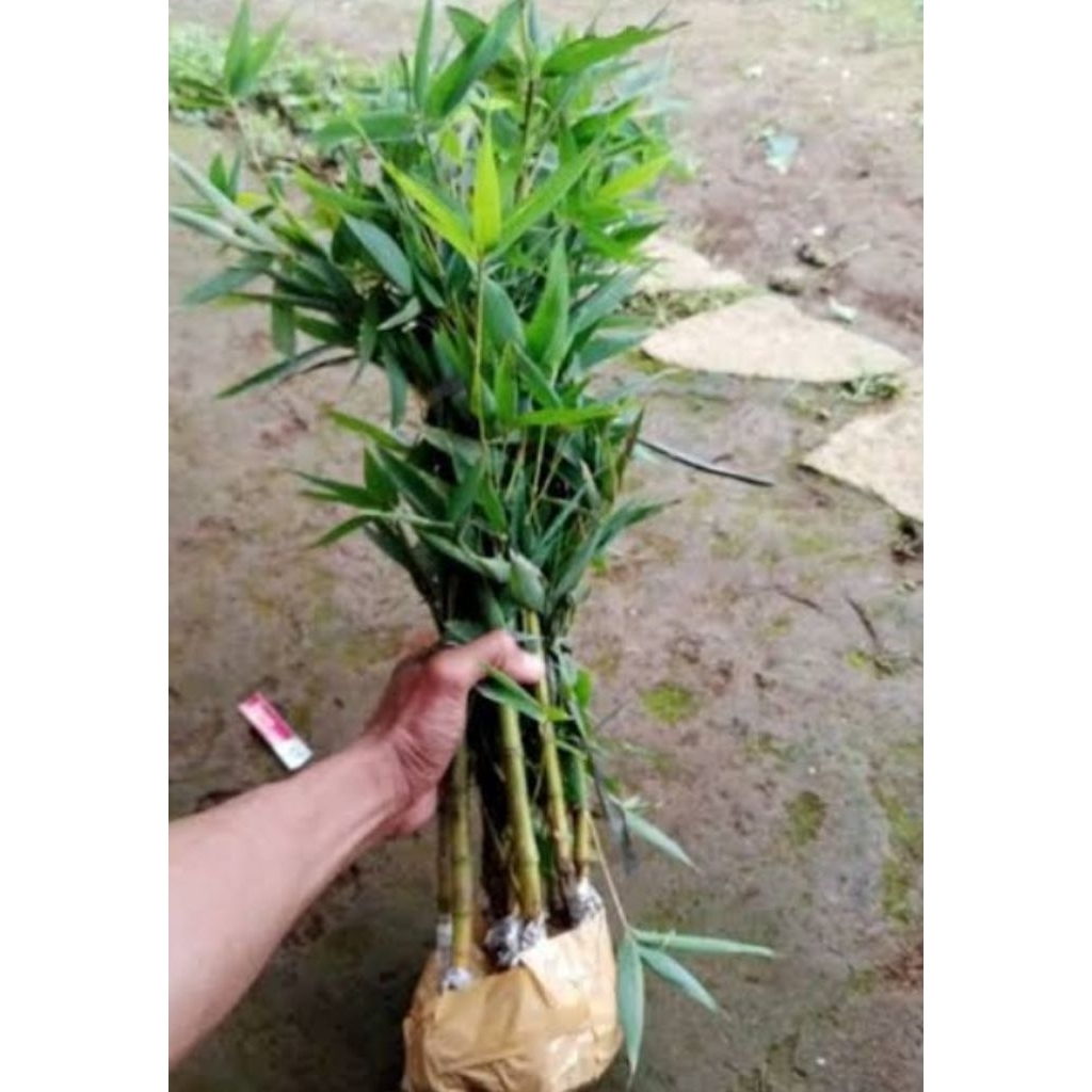 Bibit bambu cina /10pcs