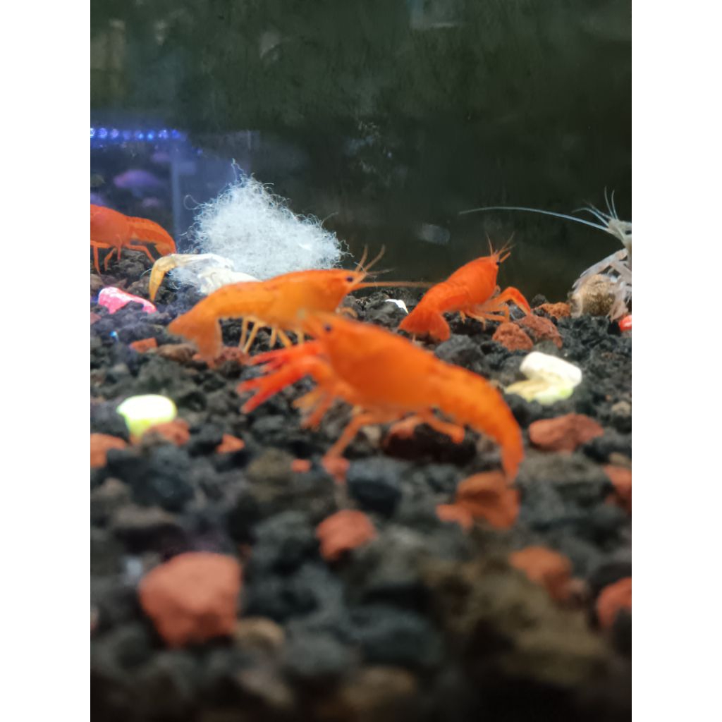 hiasan aquarium lobster merah