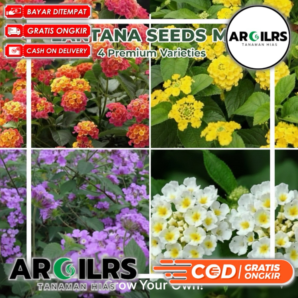 Paket 4 Tanaman Hias Lantana Bunga Warna-Warni | Tanaman Outdoor Tahan Panas & Mudah Dirawat