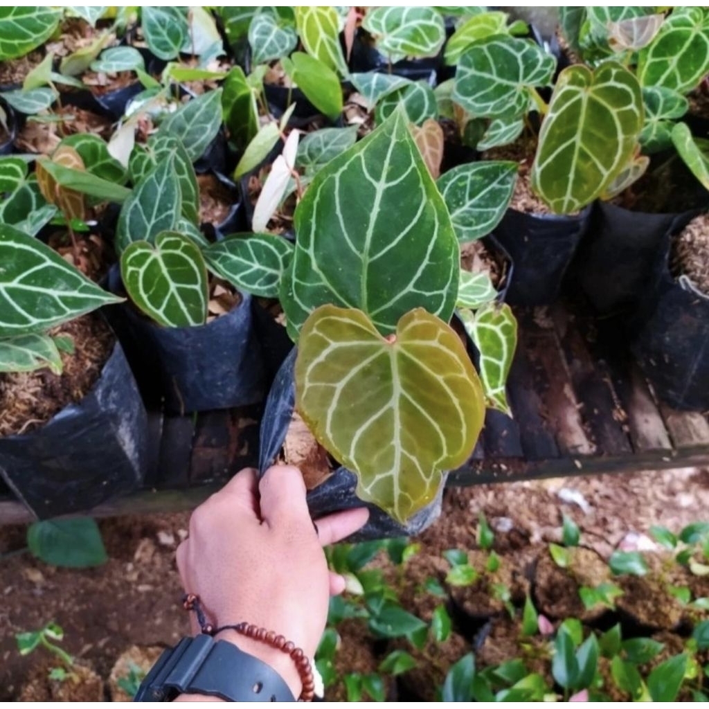 Tanaman Hias Anthurium Kuping gajah - Pohon Anthurium kuping gajah