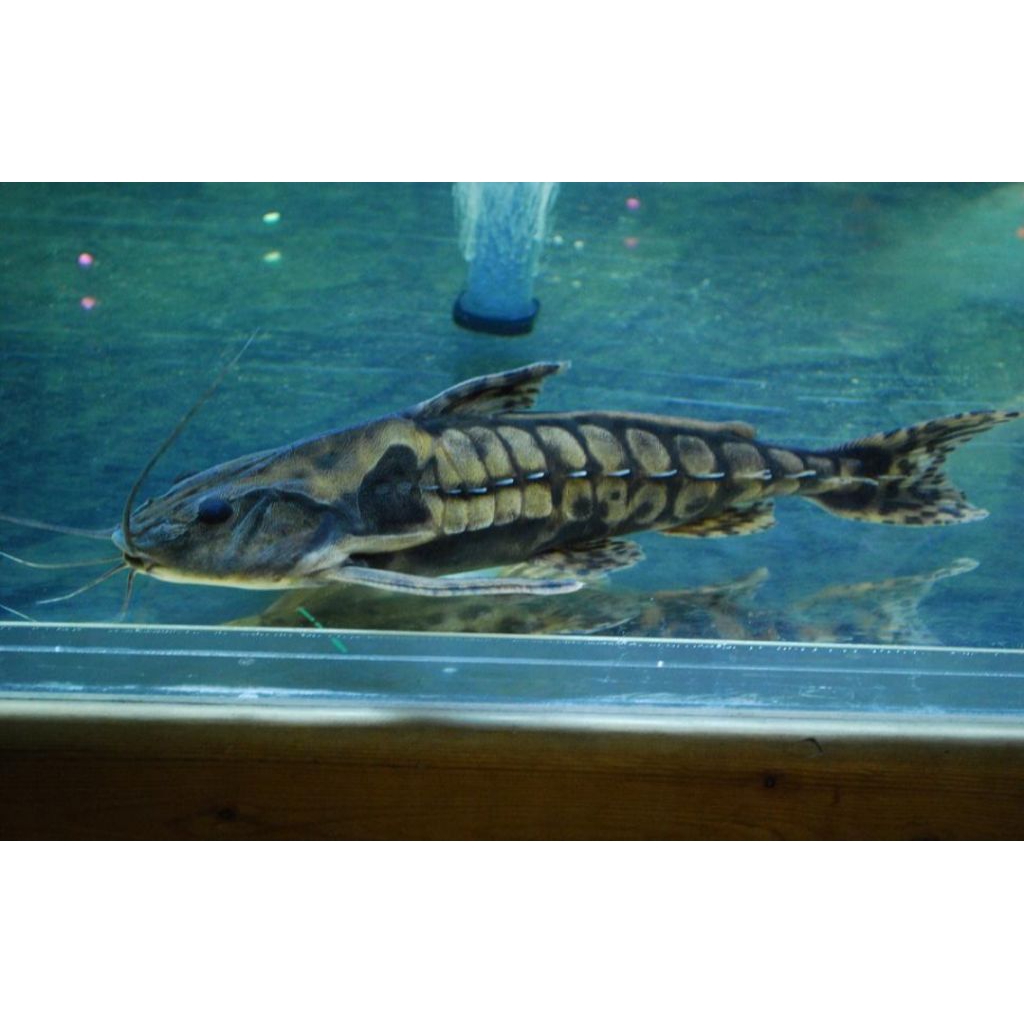 stiker ikan Megalodoras Irwini catfish 11-13cm